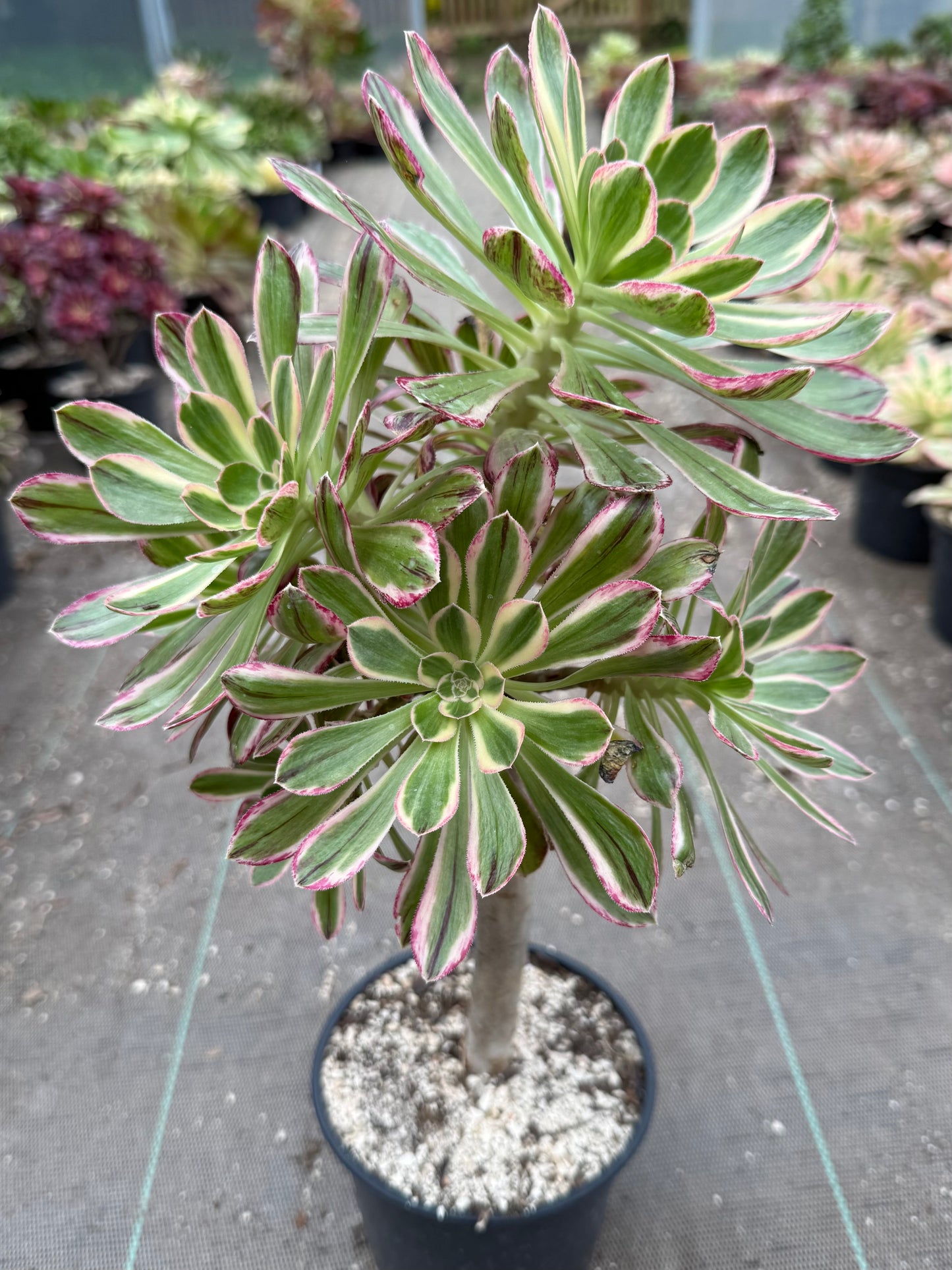 Rubrolineatum variegata