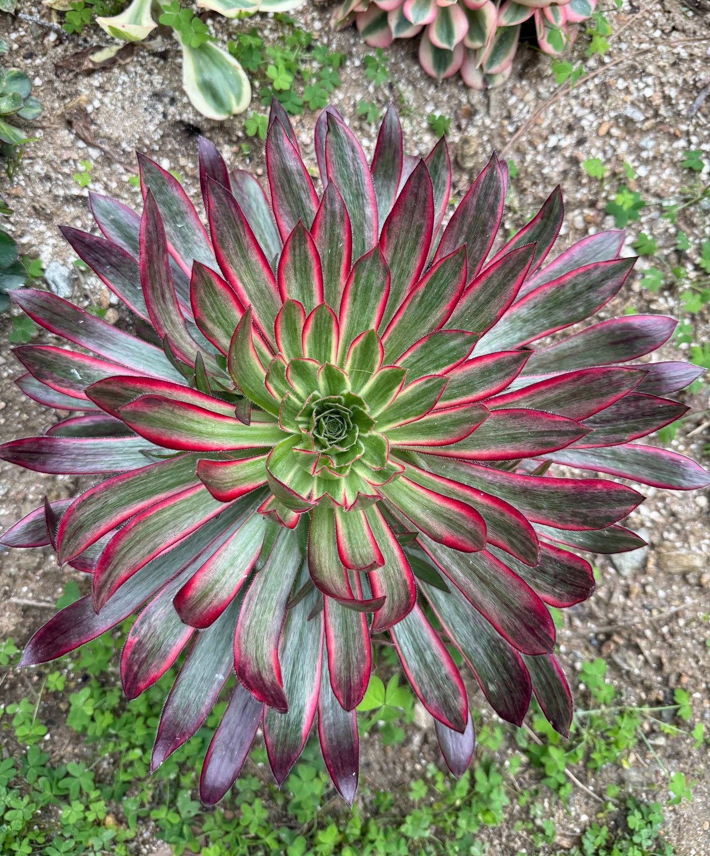 Peacock
