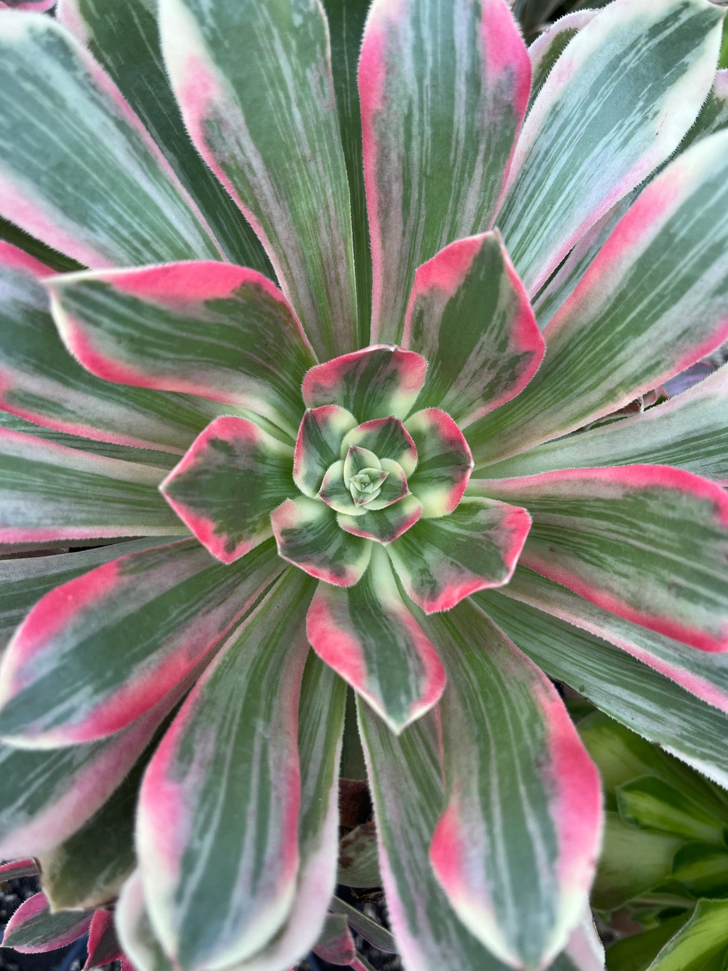 Pink fairy
