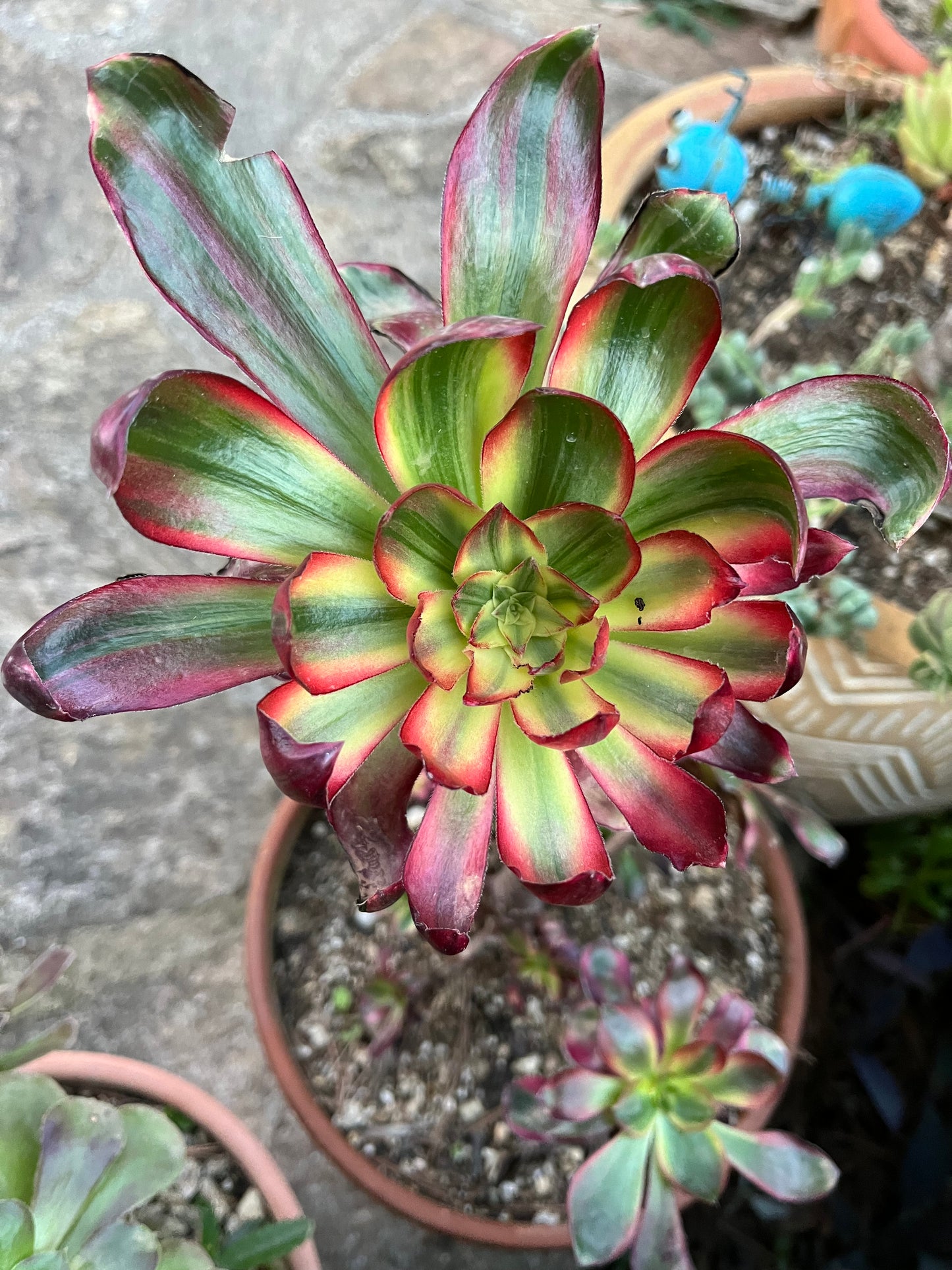Voodoo Silk