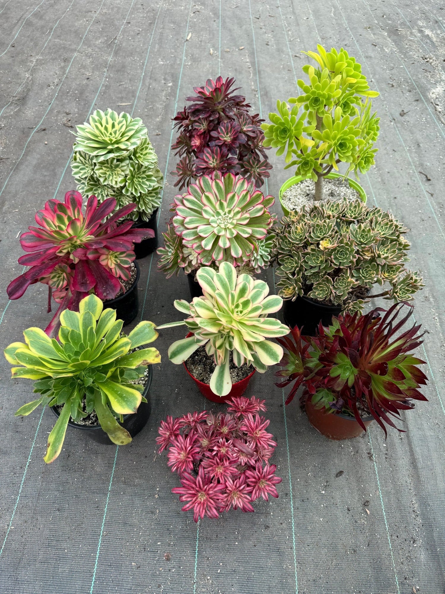 Plante ramifiée