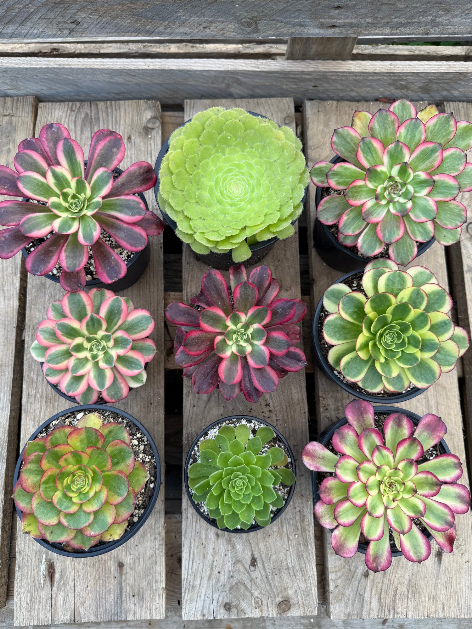 Rosettes racinées