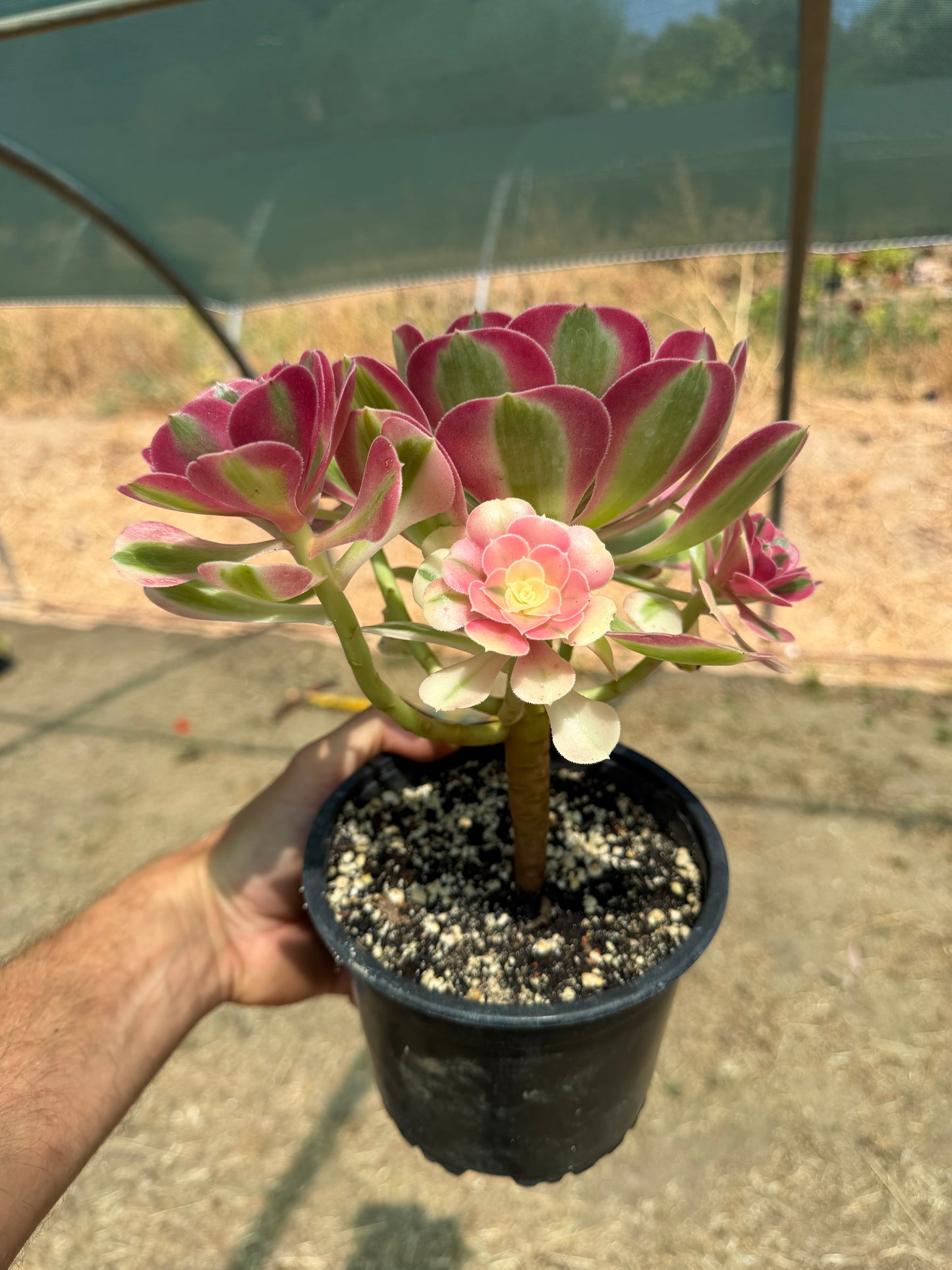 Aeonium Pink Witch 02