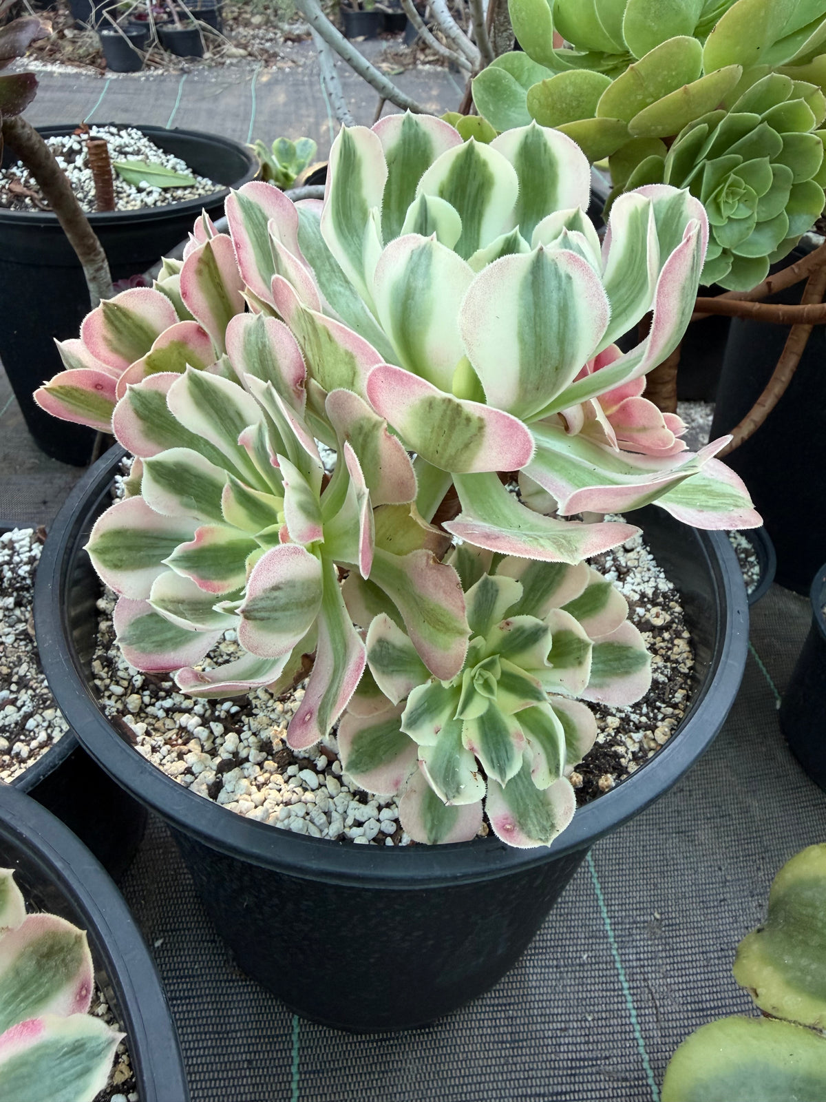 Aeonium Pink Witch 03