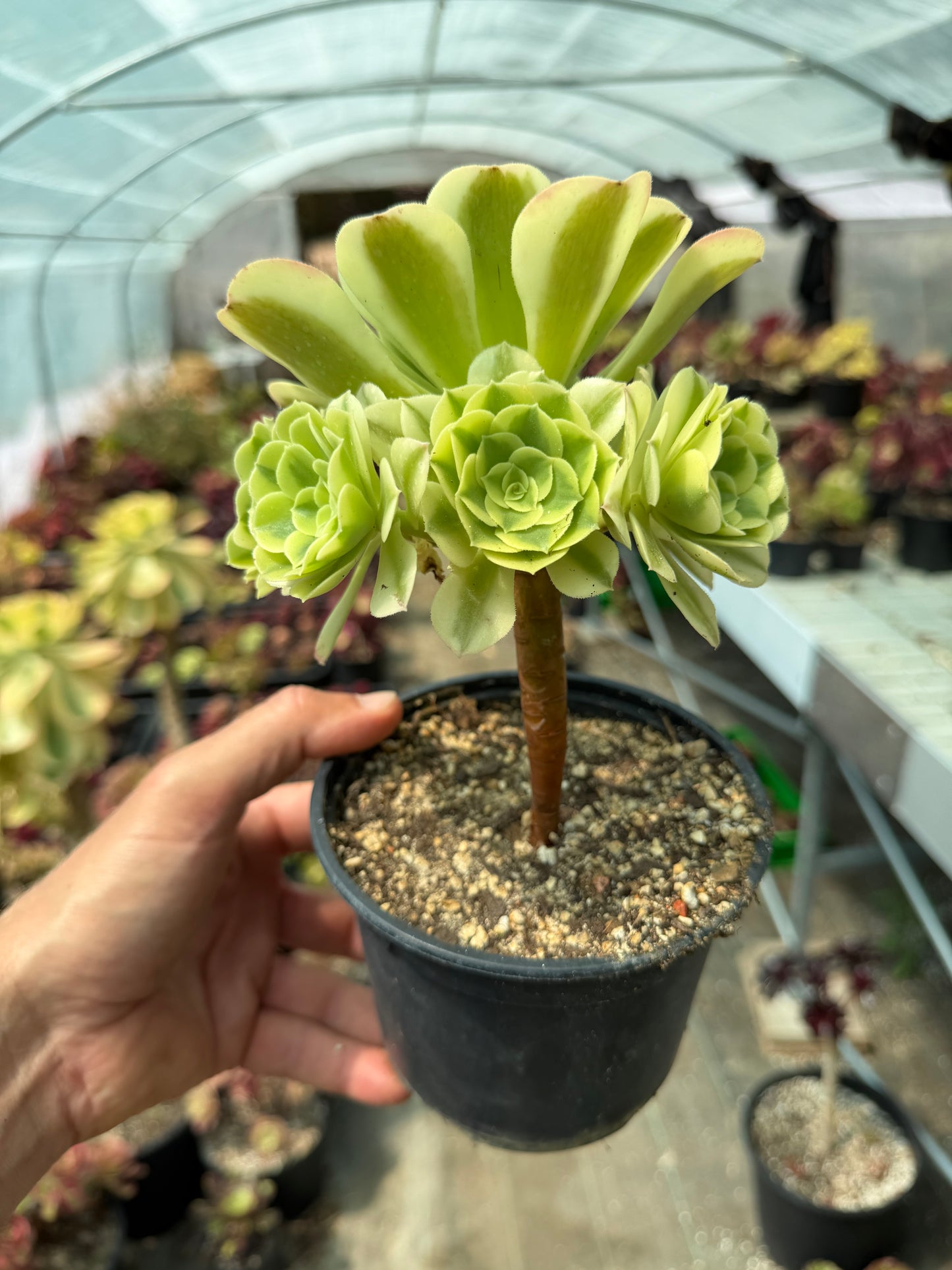 Aeonium Green Médusa