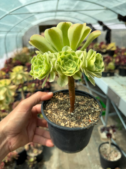 Aeonium Green Médusa