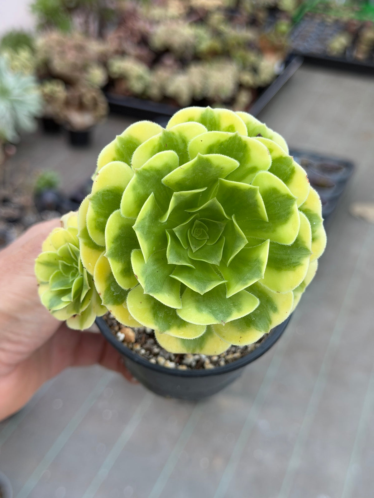 Aeonium Gold Emerald 01