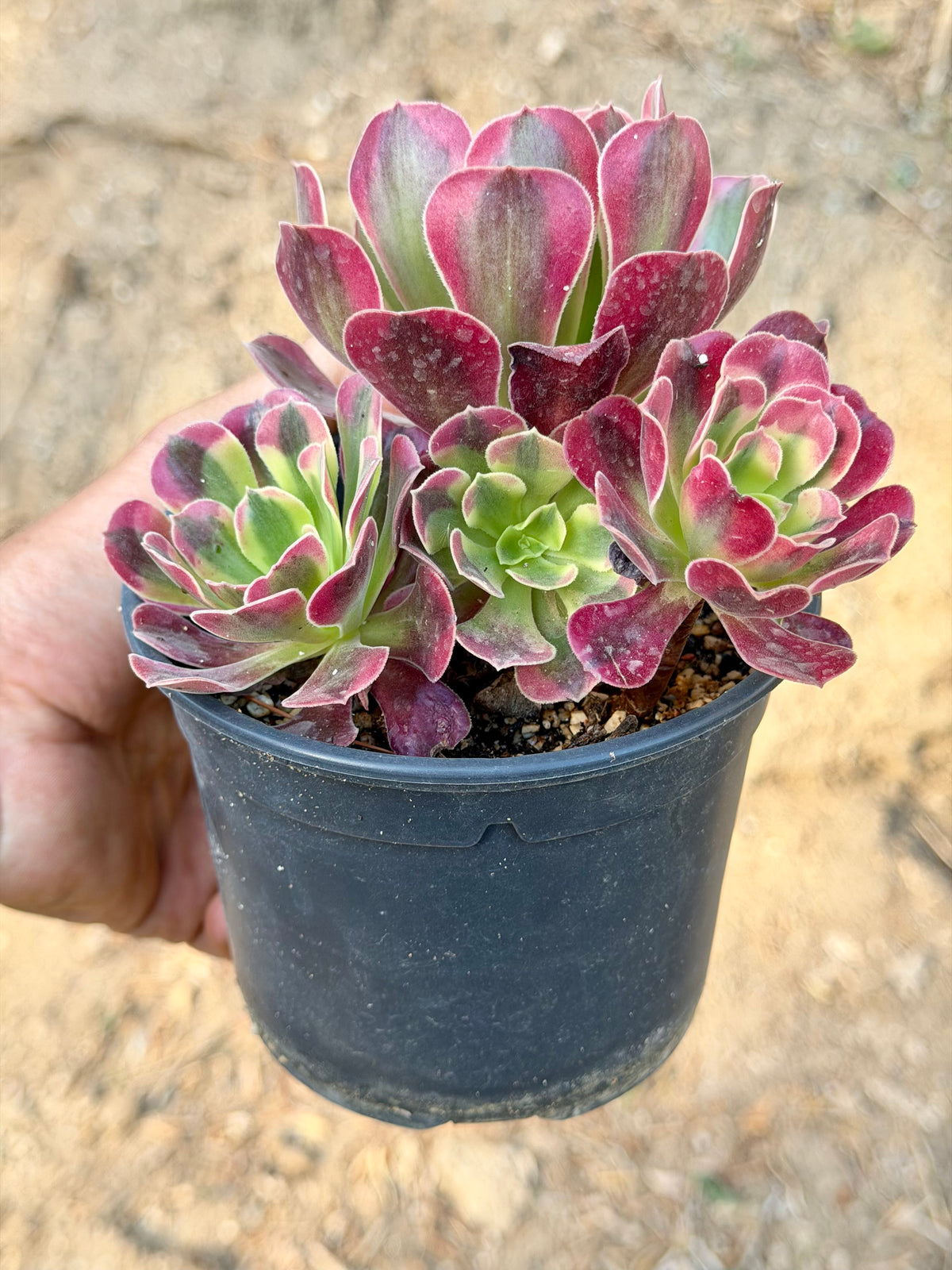 Aeonium Médusa 01