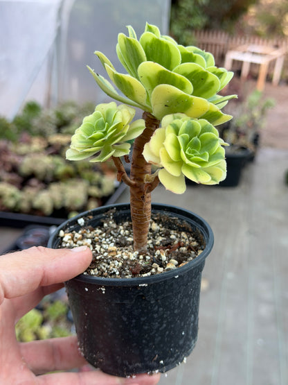 Aeonium Gold Emerald 01