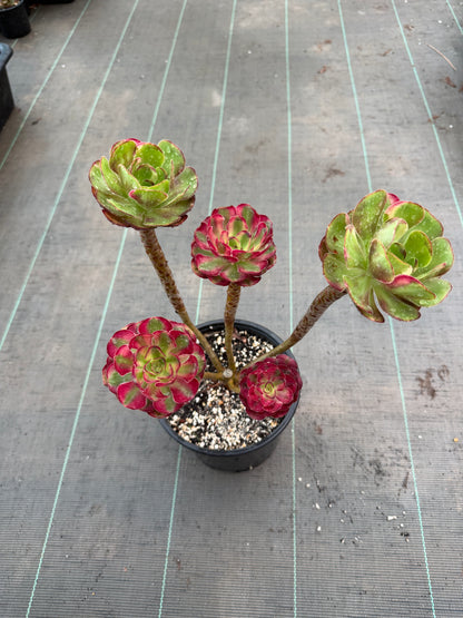 Aeonium Chanel et Chanel middle/rainbow.