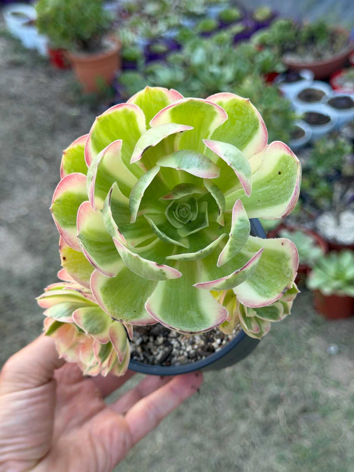 Aeonium Pink Girl
