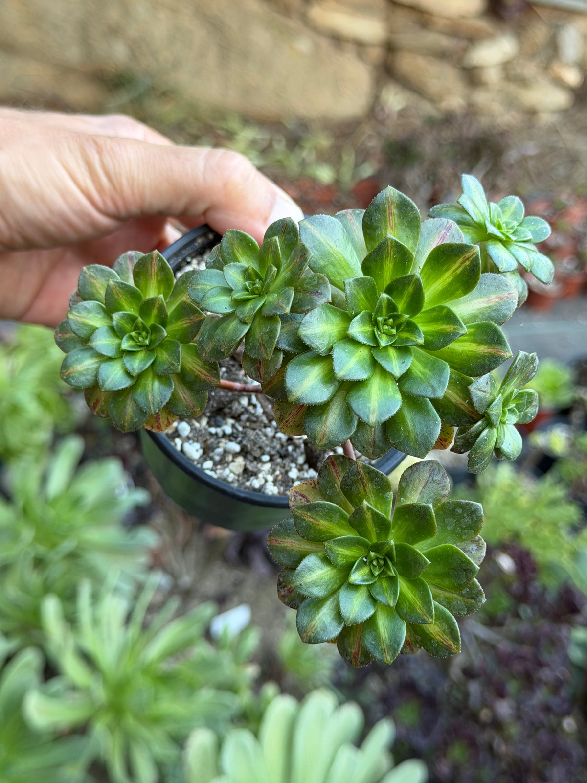 Aeonium Green Tea Middle