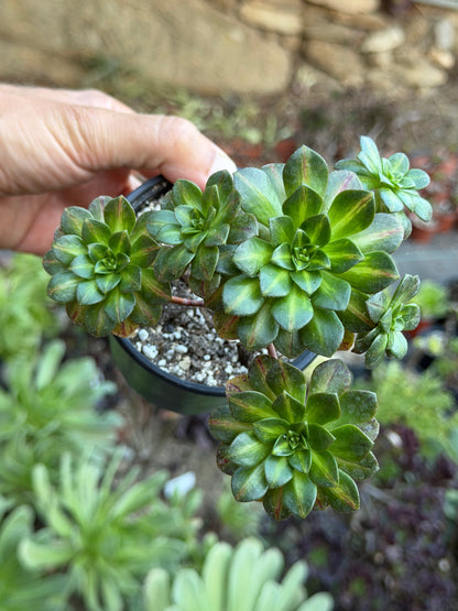 Aeonium Green Tea Middle