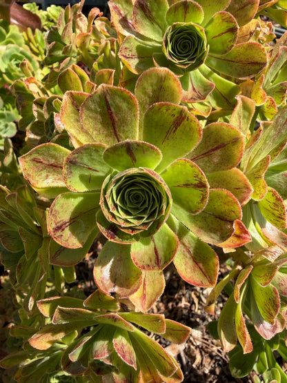 Holospathulatum