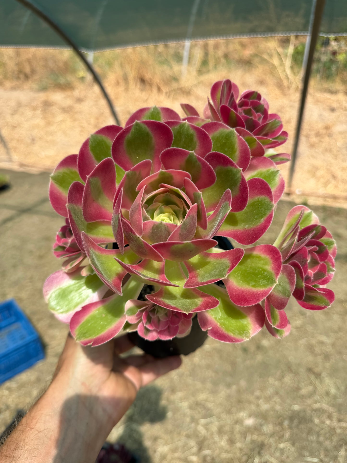 Aeonium Pink Witch 02