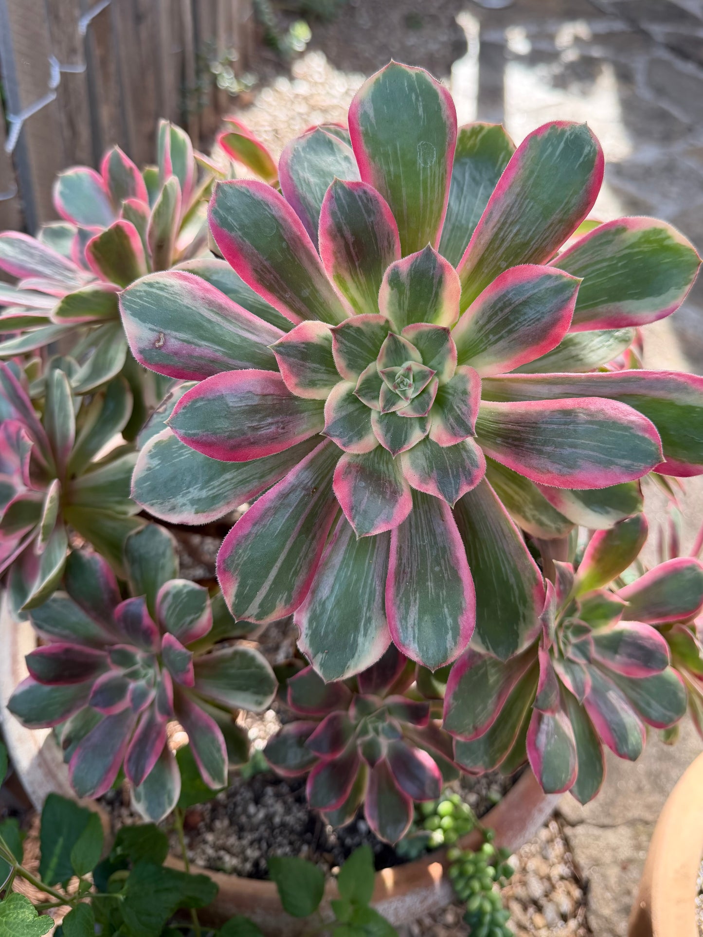Pink fairy