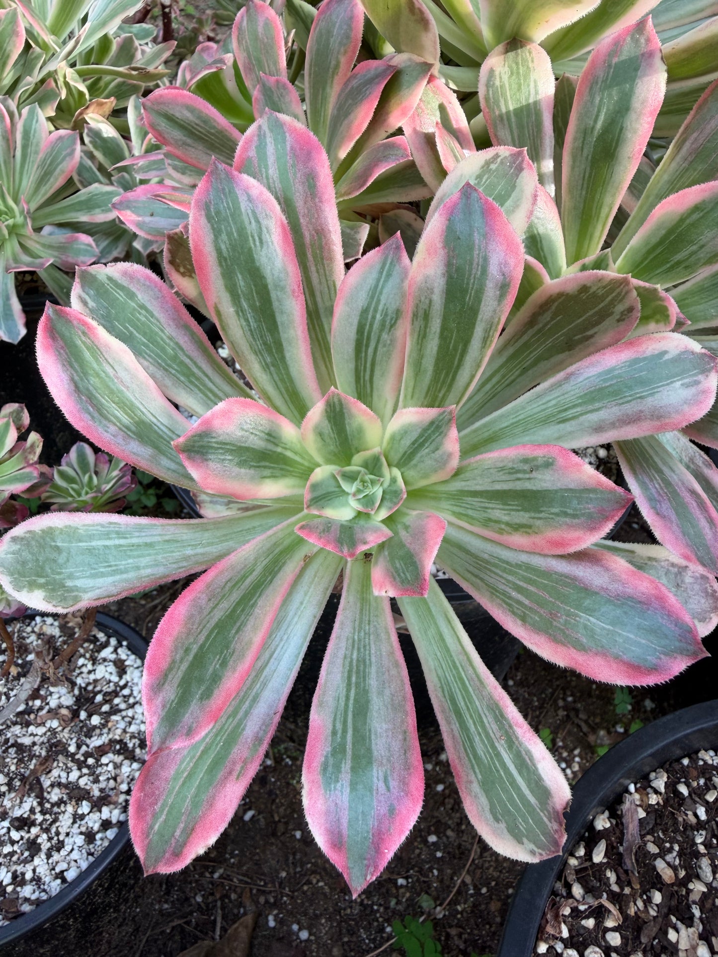 Pink fairy