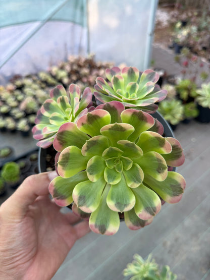 Aeonium Médusa
