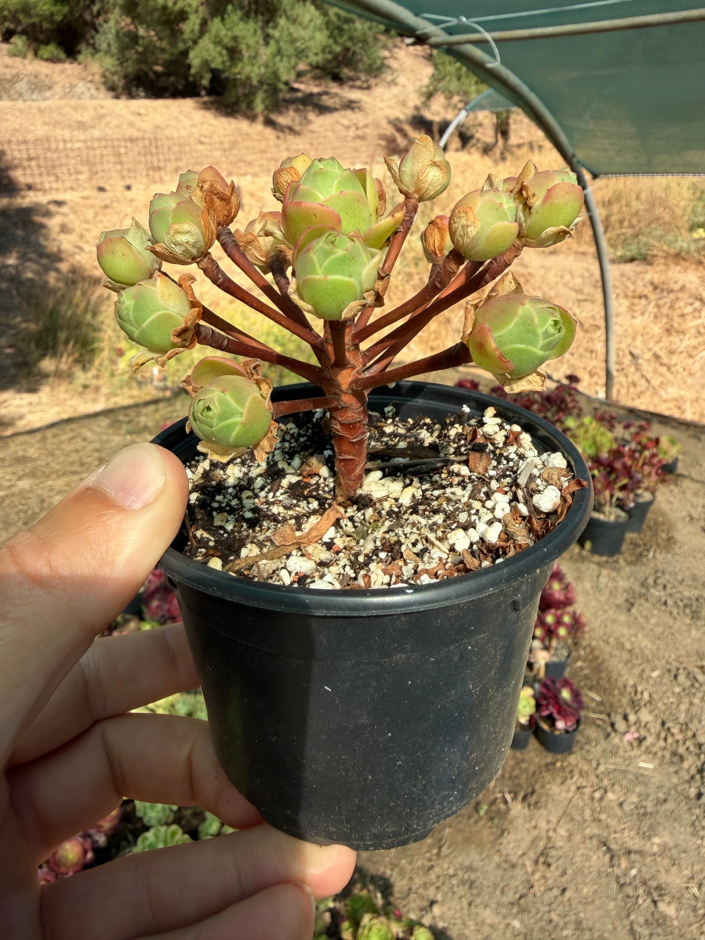 Aeonium x voggenreiteri