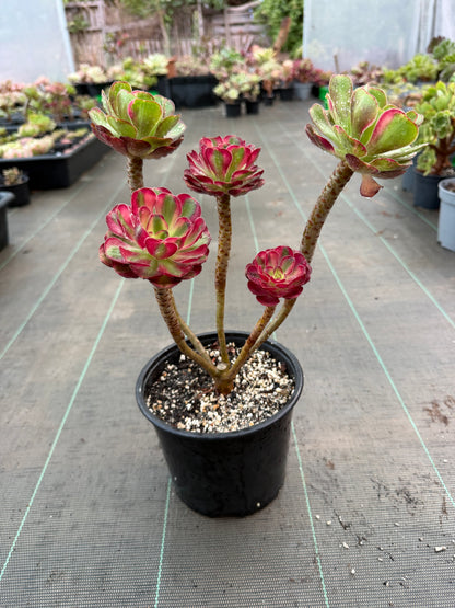 Aeonium Chanel et Chanel middle/rainbow.