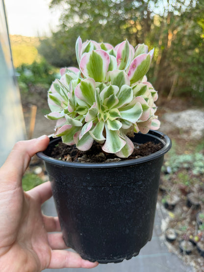 Aeonium Pink Witch 04