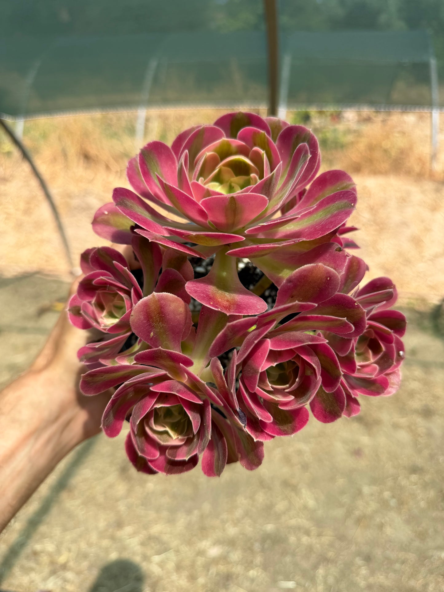 Aeonium Pink Witch 03