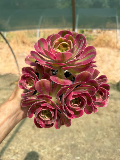 Aeonium Pink Witch 03