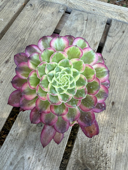 Lotus 01