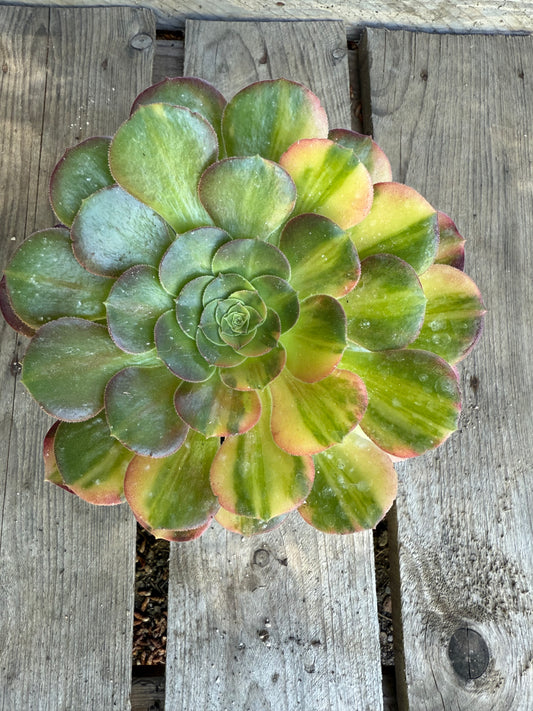 Blushing Beauty Rainbow 02