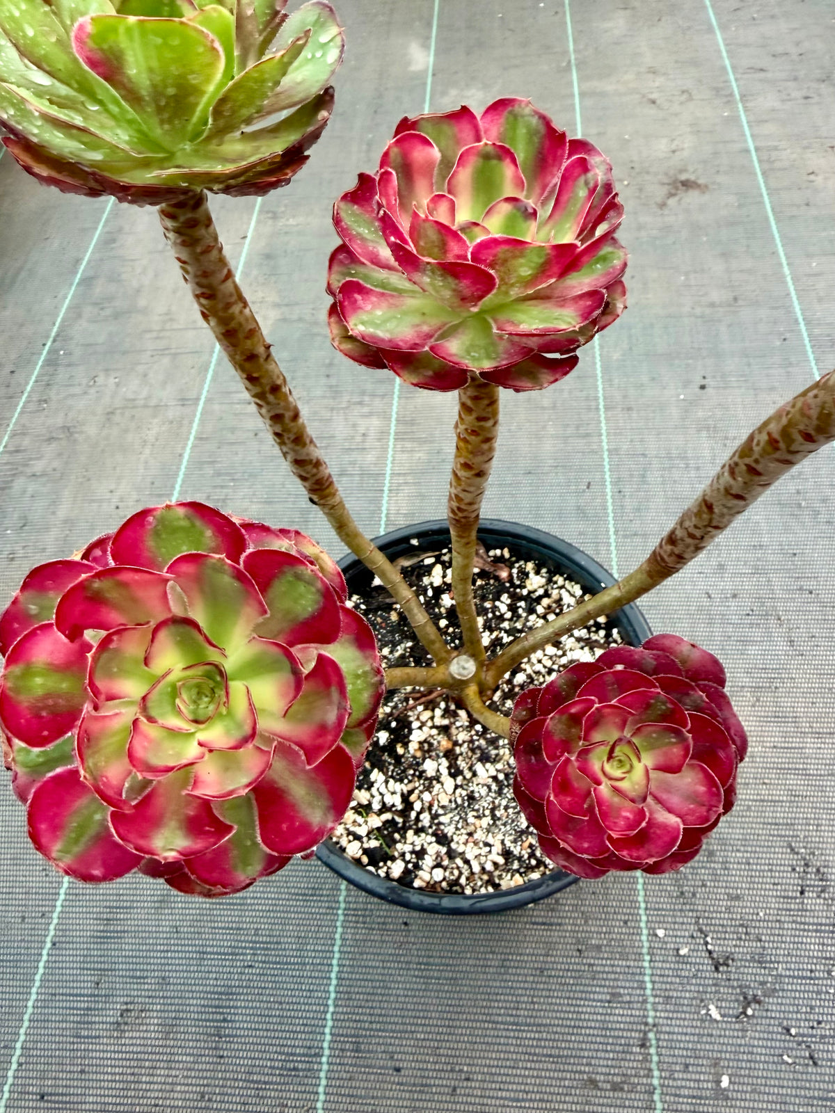Aeonium Chanel et Chanel middle/rainbow.