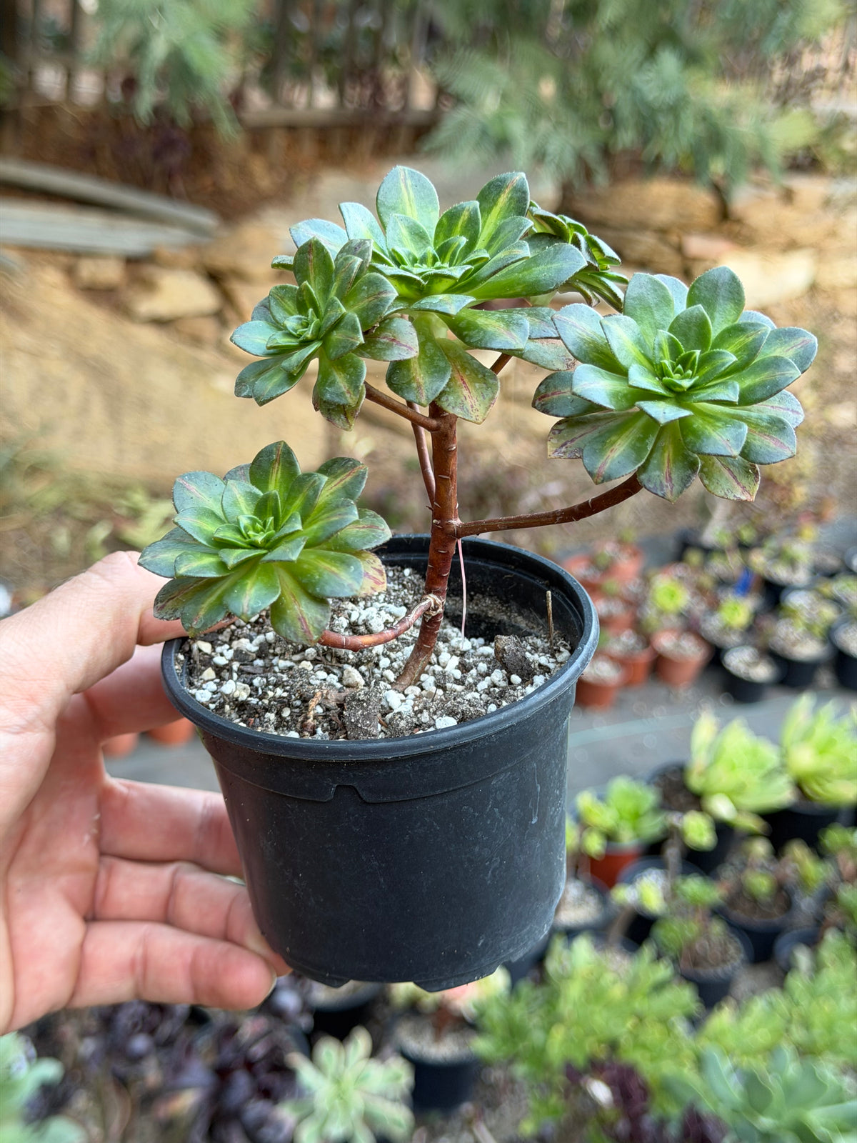 Aeonium Green Tea Middle