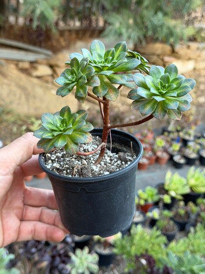 Aeonium Green Tea Middle