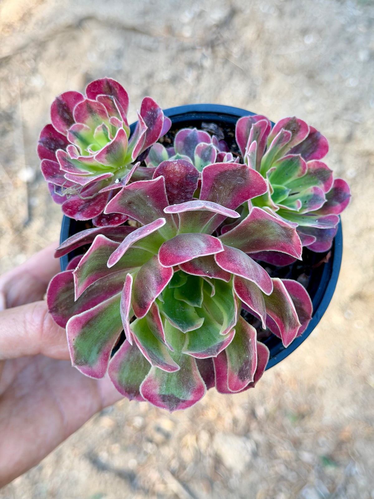 Aeonium Médusa 01