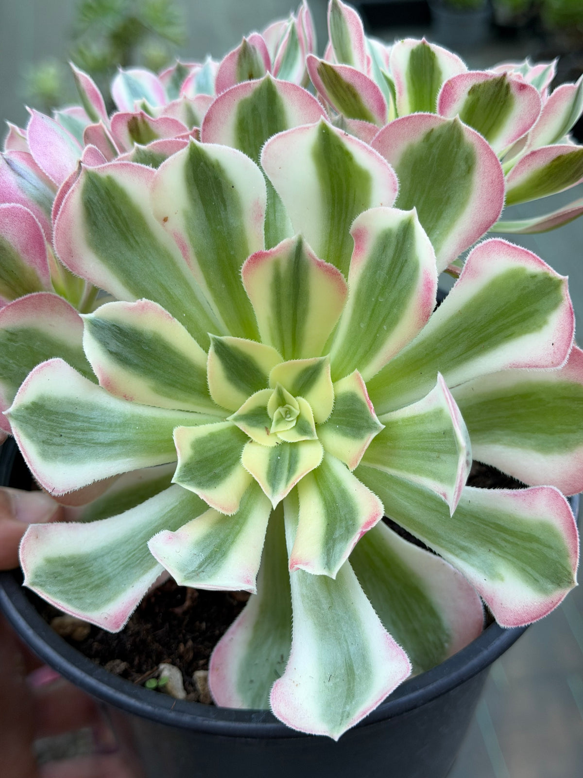 Aeonium Pink Witch 03