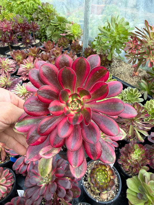 Aeonium Chanel 03