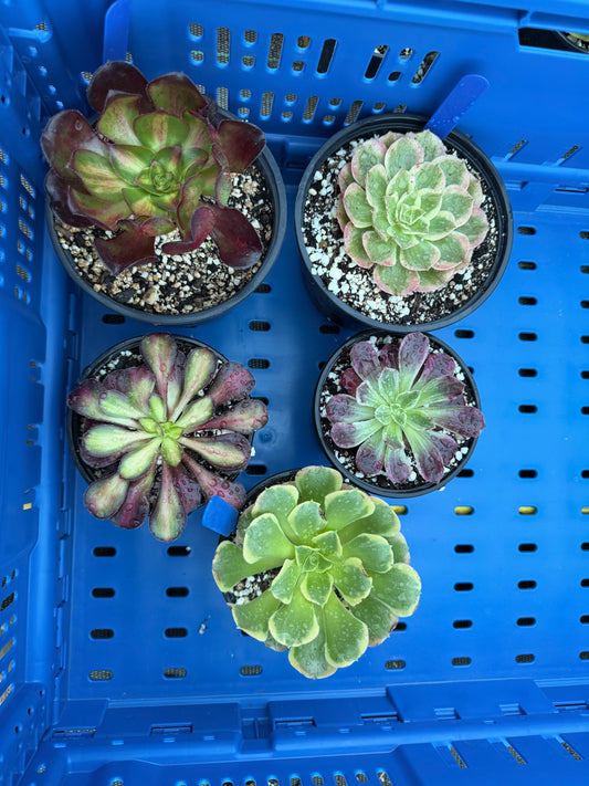 Lot 5 aeoniums