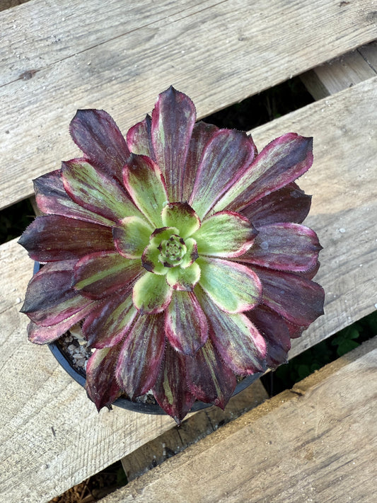 Dark orchid