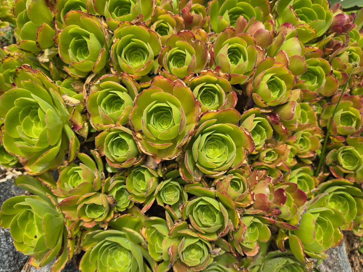 Blushing Beauty