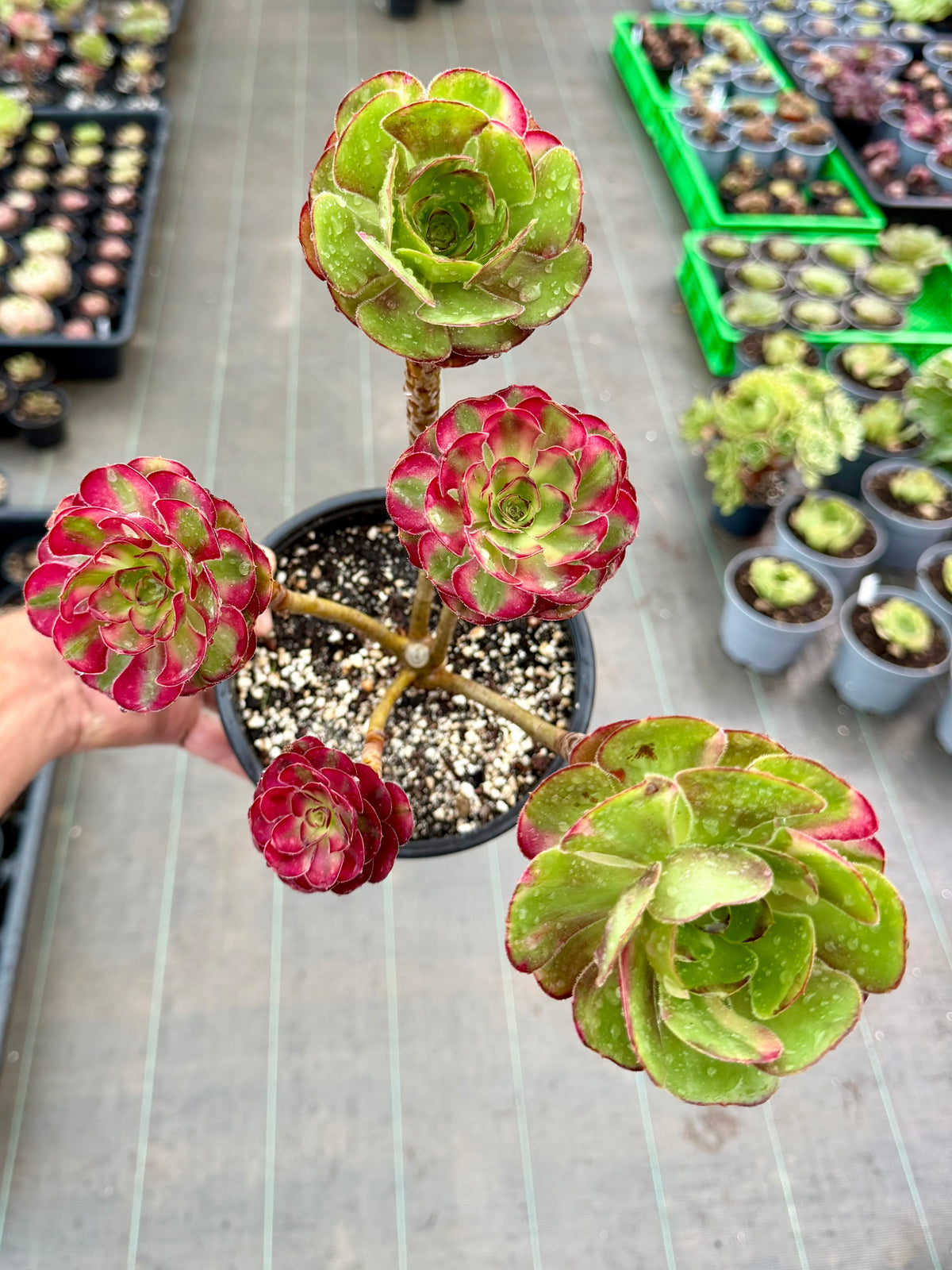 Aeonium Chanel et Chanel middle/rainbow.