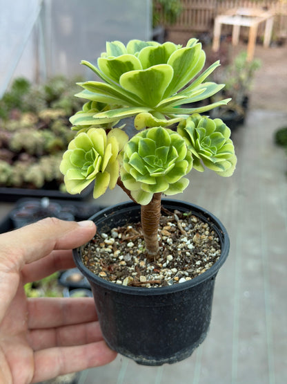Aeonium Gold Emerald 02