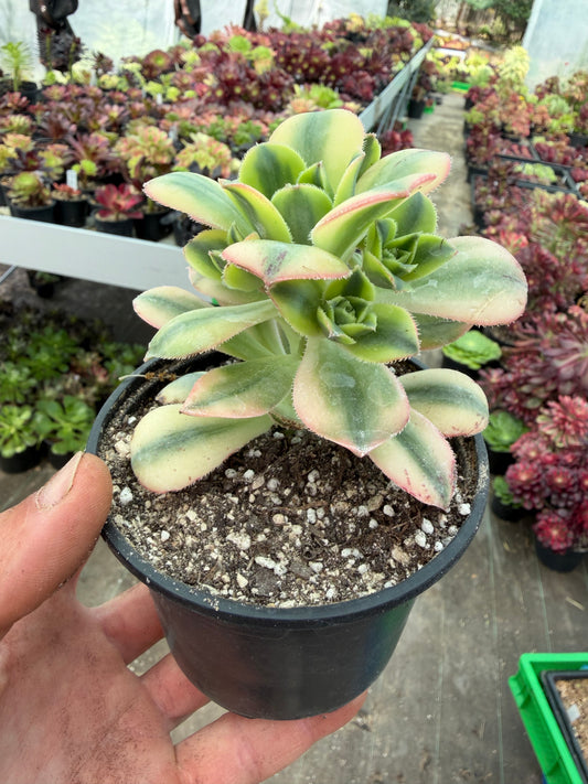 Floresens