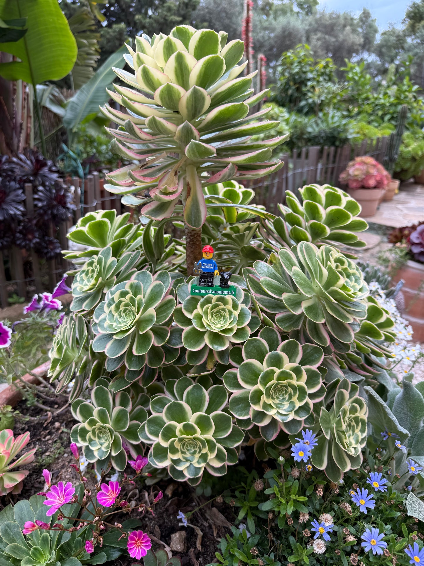 Green rose