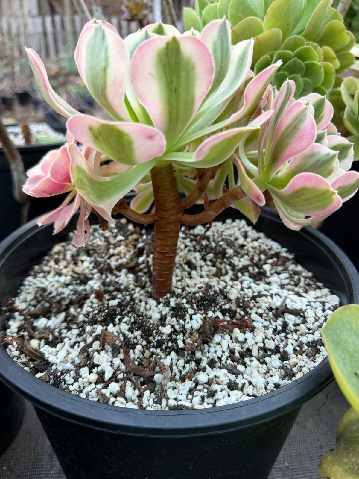Aeonium Pink Witch 03