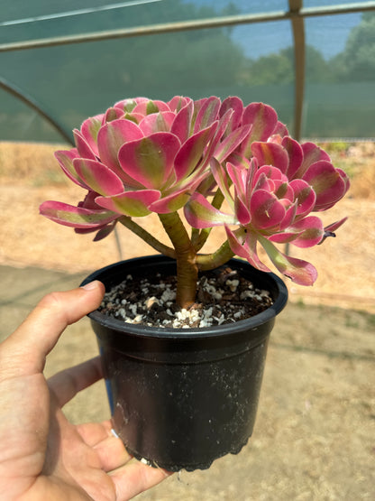 Aeonium Pink Witch 03