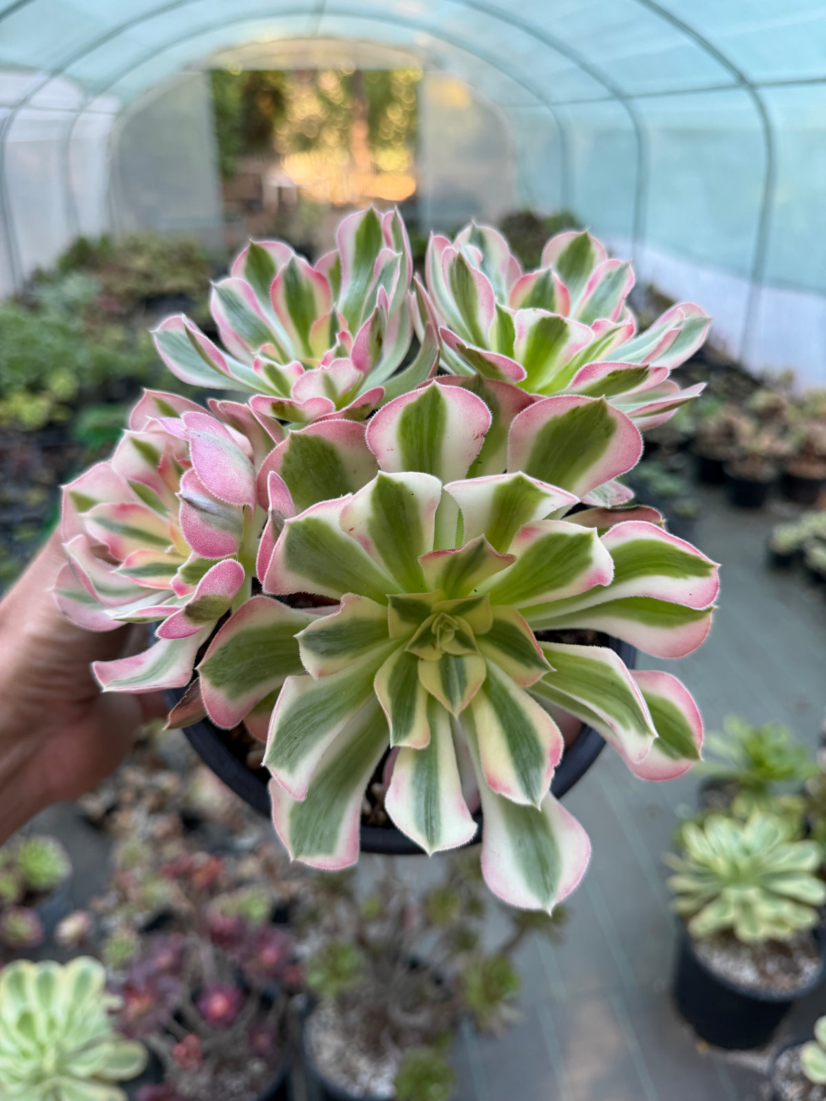 Aeonium Pink Witch 01
