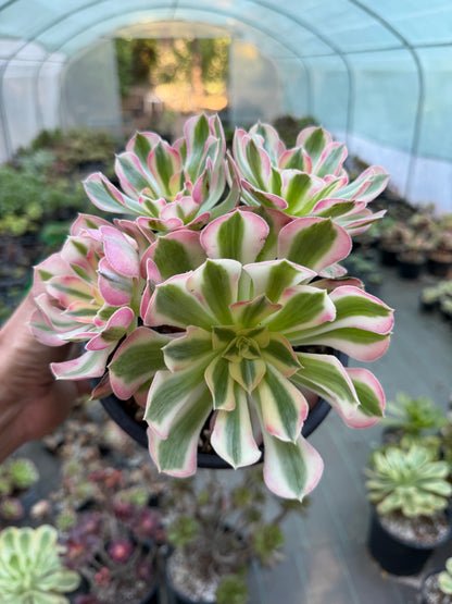 Aeonium Pink Witch 01