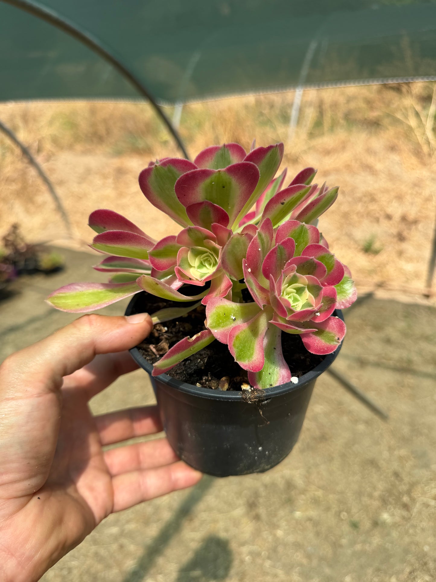 Aeonium Pink Witch 01