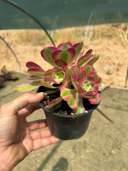 Aeonium Pink Witch 01