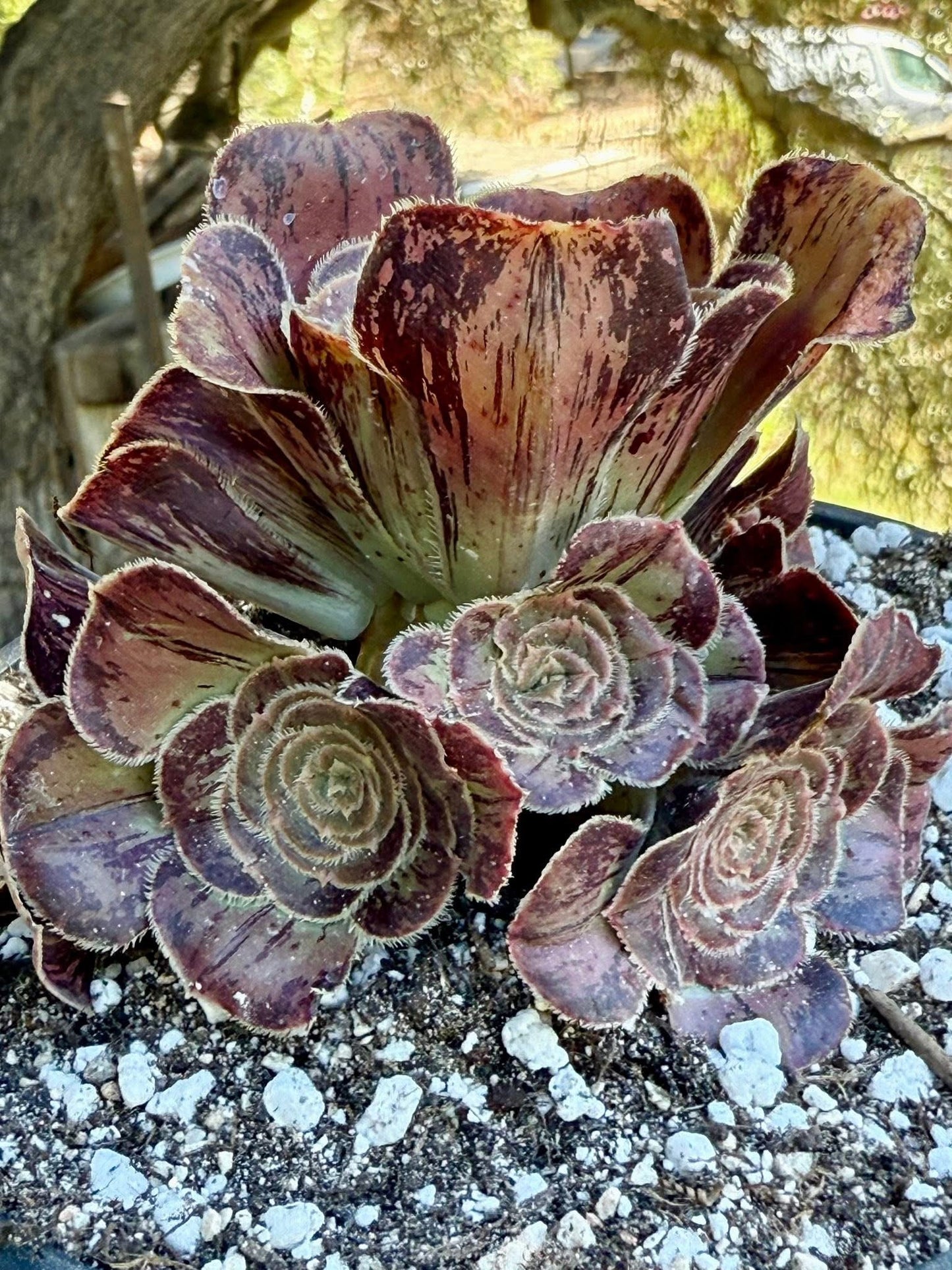 Rubrolineatum