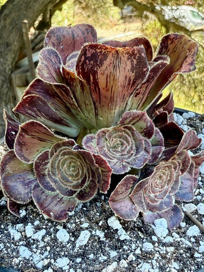 Rubrolineatum